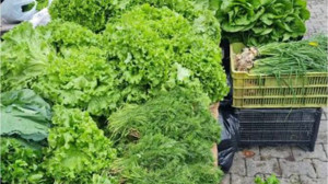 Balıkesirliler Maydanoz İle Neler Yapar?