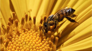 Balıkesir Tarım ve Orman Bölge Müdürlüğü'nden 'Arı' Uyarısı