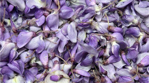 Dursunbey Mor Salkımı İki Farklı Tatla Değerlendiriyor