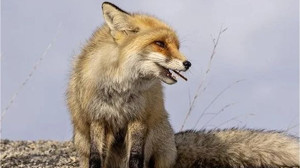 Yeni Evcil Hayvan Keşfedildi