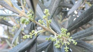 Burhaniye'de Zeytin Üreticileri Umutlu