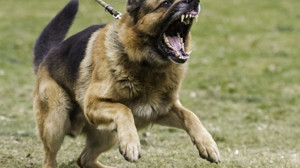 Köpek Saldırılarında İlk Yardım Uygulamaları