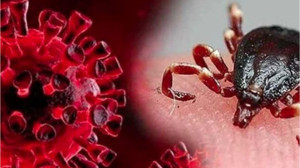 Uzmanlardan Vaka Uyarısı! Ölümler Erken Başladı