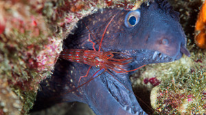 Ayvalık'ın Gizemli Sualtı Yaşamı