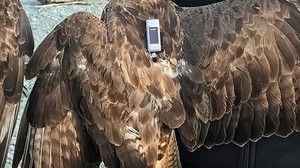 Bu Şahin 2 Yılda 48 Bin 865 Km Uçarak 34 Ülke Gezdi