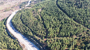 Yetkililer Kızılçam Ormanı İçin Harekete Geçti