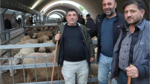 Balıkesir Kurbanlıkları İstanbul Pazarında Rağbet Görüyor