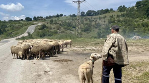 Karesi Balıkesir’de Çoban Olmak