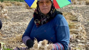 Balıkesir’de Sarımsak Diyarında Hasat