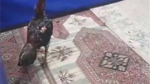 Horoz Koruma Derneğine ‘Horoz Dövüşü' operasyonu