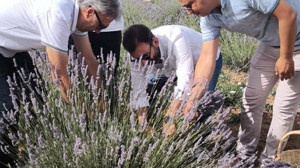 Burhaniye’de Üniversite Öğrencileri Lavanta Hasadında Buluştu
