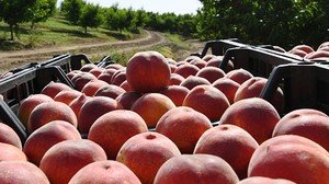 Kepsut: Şeftaliyle Dolu Bir Diyar