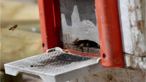 Balıkesir'de 2800 Kovan Kapasiteli Bal Ormanı Faaliyette!