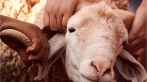 Kurban Bayramı Hazırlıkları Nelerdir? Bu Adımları Atlamayın