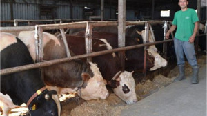 Kurbanlık Alırken Bu Detayları Atlamayın!