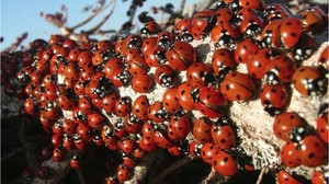 Bu Böceklerin Yolculuğu Balıkesir'den Uludaz Tepesi'ne Uzanıyor