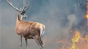 Orman Yangınlarını Önlemenin 7 Etkili Yolu