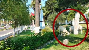 Ayvalık'ta Keçi Grubu Yolları Tıkıyor