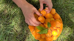 Balıkesir Bahçelievler’de Kayısı Bolluğu