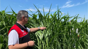 Balıkesir'in Yeni Umudu: Sorgum Sudan Otu