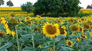 Ayçiçeği Hasadı Alarmı: Çiftçiler Verim Alamıyor