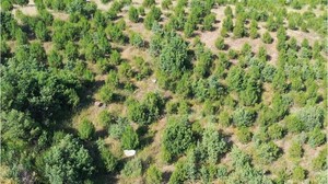 Balıkesir’de 180. Yıl Hatıra Ormanı’na Fidan Dikimi