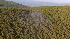 Gömeç'te Orman Yangını Kontrol Altında