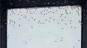 Balıkesir'de Sinek İstilası! Vatandaşlar Çaresiz