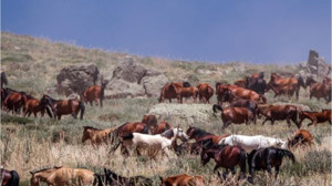 Balıkesir'in Doğasında Başıboş Kalan Atlar