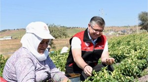 Biberiye Tarlalarında Hasat Zamanı