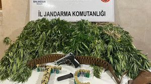 Savaştepe’de 73 kök Hint Keneviri ele geçirildi