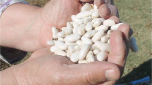 Balıkesir'in Bu Fasulyesi Kabuğundan Ayrılmıyor!