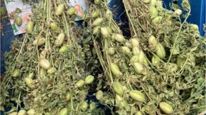 Balıkesir'de Sağlıklı Seçenek: Taze Nohut