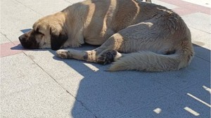 Balıkesir’de Sokak Köpekleri Sorunu Büyüyor