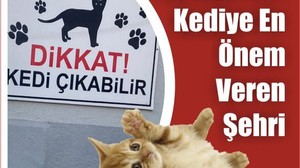 Kediye En Önem Veren Şehir Şaşırttı