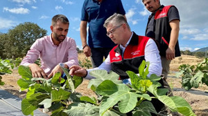 Balıkesir’de İncir Üretiminde Modern Yöntem