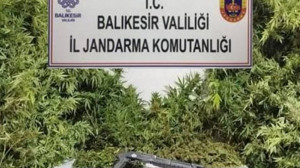 Bandırma’da Kamu Arazisinde Kenevir Operasyonu