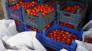 Domates Üreticisinden Büyükşehir’e Anlamlı Bağış