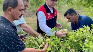 Balıkesir’de Hünnap Hasat Sezonu Başladı