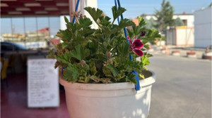 Balıkesir'de Saksıda Çiçek Geleneği