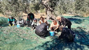CHP Ayvalık İlçe Kadın Kolları Zeytin Hasadına Katıldı