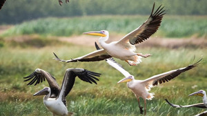 Sonbahar Göçü, Ak Pelikanlar Kuş Cenneti'nde