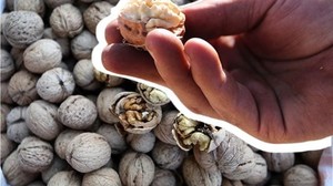 Balıkesirli Çocukların Beslenmesinde Öne Çıkıyor