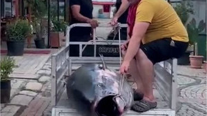 Erdek Tarihe Geçti! 207 Kiloluk Orkinos Sahile Çıkarıldı