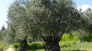 Balıkesir'in Ağaçlarından Sağlığa Yolculuk