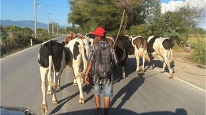 Balıkesir'de Hayvancılıkta 3 İlçe Önde
