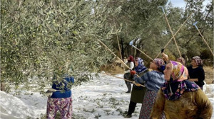 Kazdağları'nda Zeytinleri Sopalarla Döktüler