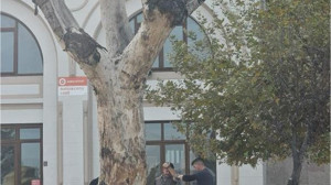 Bandırma'da Tarihi Kavak Ağacı Kesildi