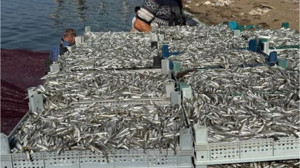 Bandırma'da Yeni Üretim! Balıklar Cips Olacak