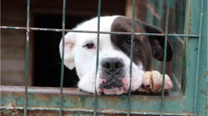 Marmara Adalar'da Hayvan Sağlığı Seferberliği